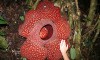 بزرگترین و کوچکترین گل دنیا+تصاویر