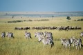 امپراطوی حیوانات ، کنیا (Kenya)
