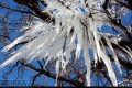 تصویر زیبای درخت یخ زده در خلخال